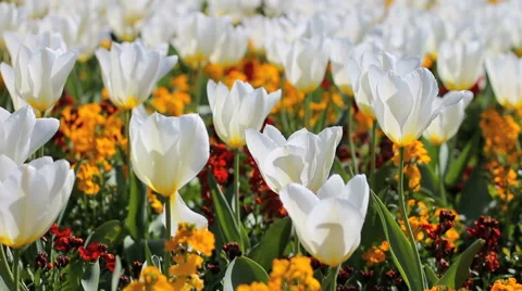 Close up white tulips in the breeze Stock Footage 42189844
