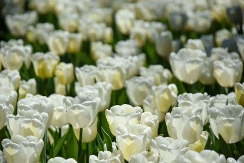 Close-up white tulips. Stock Photos