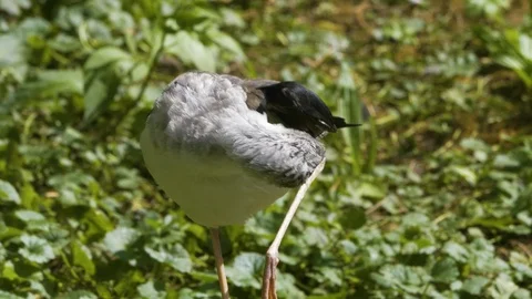 Close up of white wadding bird Stock Footage 116625353