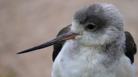 Close up of white wadding bird Stock Footage 121831794