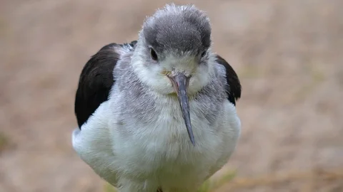 Close up of white wadding bird Stock Footage 121832141