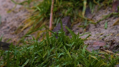 Close up of white wadding bird Video stock 121832629