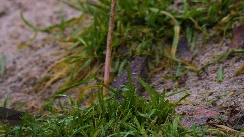 Close up of white wadding bird Stock Footage 121833089