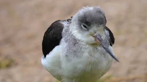Close up of white wadding bird Video stock 121833259
