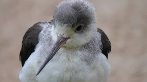 Close up of white wadding bird Video stock 121834381