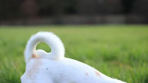 Close-up of a white wagging dog's tail on the green lawn slow mo 스톡 동영상 236787851