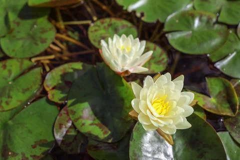Close-up White water lilies with green leaves in the pond. water lilies Stock Photos