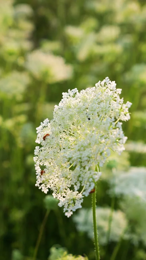 Close-up of a white wild carrot umbel blooming in a sunny meadow. 動画素材 340513448