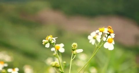 Close up white wild flower blooming in summer garden meadow green blossom in mor 스톡 동영상 233573690