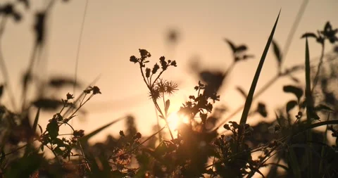 Close up white wildflower blooming in summer garden meadow Видео 265932391