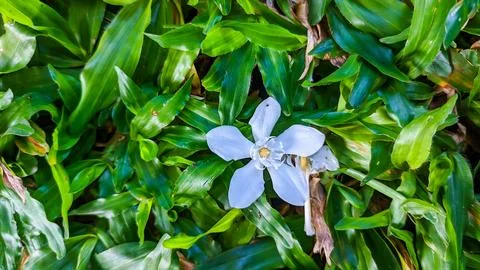 Close-up of white Wrightia blossoms. Stock Photos