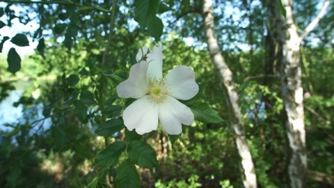 Close-Up of White-Yellow Wild Rose (Rosa Canina) Near Lakeside with Birch Trees Stock Footage 312878606
