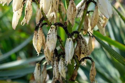 Close-up of white yucca flowers infested with black aphids, plant disease and ga Stock Photos