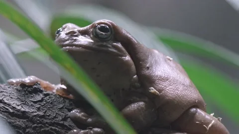 Close Up Of White's Tree Frog Resting On Brach Among Foliage. Macro Stock Footage 162811085