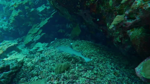 Close-up of Whitetip Shark floating inside the cave, Marine life in the caves Stock Footage 317270170