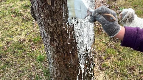 Close-up whitewashing an old apple tree with a brush. Limewash painted in trunk 스톡 동영상 271625230