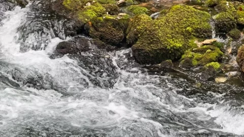 Close-up of whitewater rapids rushing between mossy rocks, showing fast Stock Footage 340139244