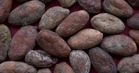 Close-up of a whole cocoa bean. Видео 331204571