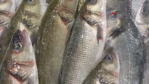 Close-up of whole fish on crushed ice at a seafood market, Cote d'Azur, France Stock Footage 344800070
