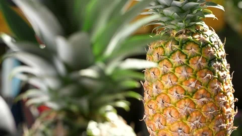 Close-Up of a Whole Ripe MD2 Pineapple with Bokeh Background. Stock Footage 318658848