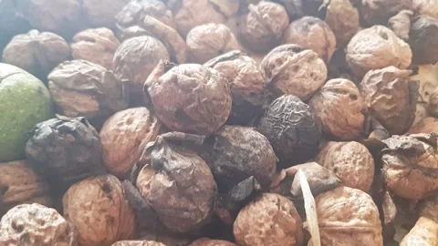 Close-up of whole walnuts reveals some retaining their natural shells Stock Footage 341977899