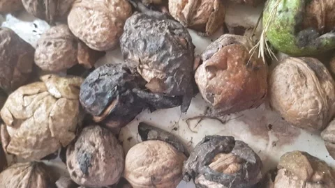 Close-up whole walnuts, with some enclosed in hard shells Video stock 344662786