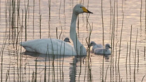 Close-up of Whooper swan with chicks Stock Footage 210162980