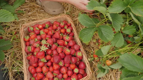 Close-up of a wicker box full of strawberry harvest Stock Footage 170820684