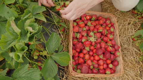 Close-up of a wicker box full of strawberry harvest Stock Footage 232976041