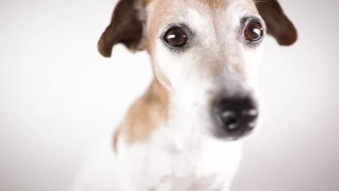 Close up wide angle dog face Stock-Footage 124132708