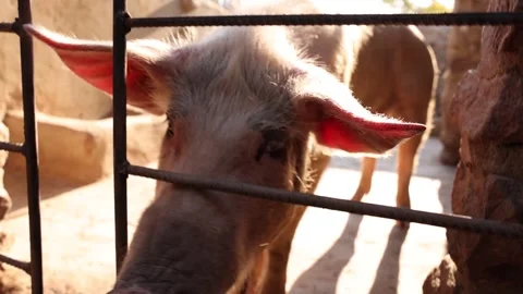 Close Up Wide Angle View Of Pig Sniffing At Camera Stock-Footage 267436855