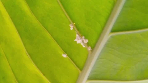 Close up of wide green leaf surface with detailed texture and veins Stock Footage 340376385