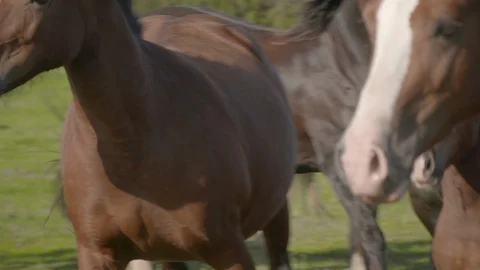 Close up to wide of horses galloping through field slowmo Stock Footage 123661584