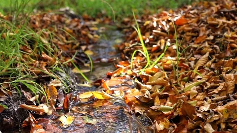 Close up wide lens macro of clear water flow and beautiful autumn orange leaves  스톡 동영상 120241184