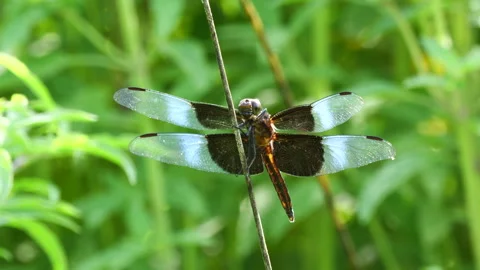 Close-up of Widow Skimmer Dragonfly on its perch Stock-Footage 312010975