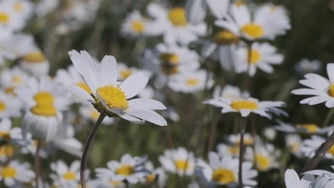 Close up wiev of white daisies of spring Stock Footage 126936489