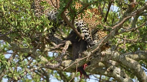 Close-Up of a Wild African Leopard with Fresh Warthog Kill Resting in an Acacia Stock Footage 340549957