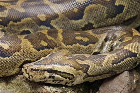 A close-up of a WILD African Rock Python (Python sebae) in Kenya, Africa. Foto stock