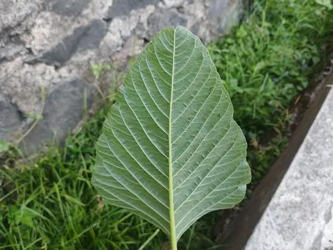 Close Up of Wild Amaranth Green Leaf with Detailed Veins Stock Photos