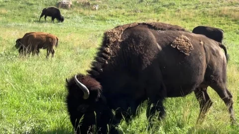 Close-up of a wild American bison in Custer State Park, South Dakota. Vídeo Stock 345087608
