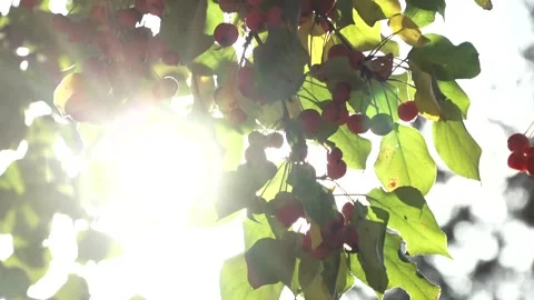 Close-up of wild apple tree with small apples and leaves opposite sun 動画素材 220494689