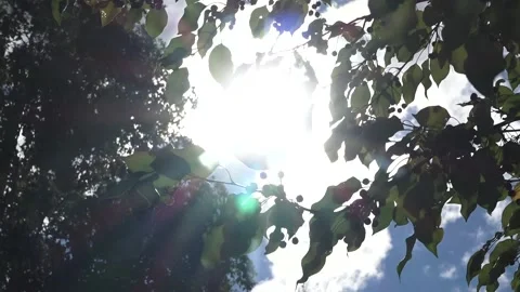 Close-up of wild apple tree with small apples and leaves opposite sun Stock Footage 220497401