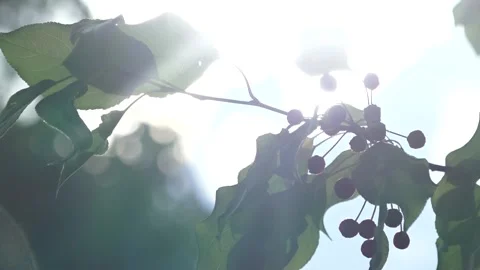 Close-up of wild apple tree with small apples and leaves opposite sunlight Stock Footage 220640984