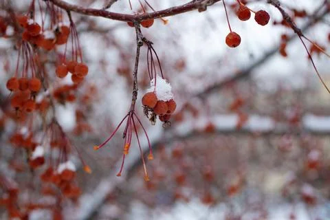 Close up of wild apples on the tree covered by snow.  Stock Photos