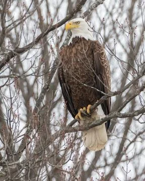 Close up of wild Bald Eagle in tree Stock Photos