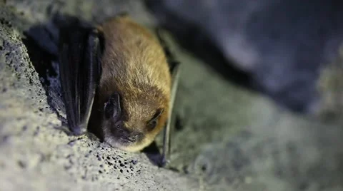 Close-up of wild bat roosting in cave Vidéo 68586208