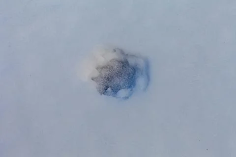 Close up of a wild bear track in the cold winter snow Foto stock