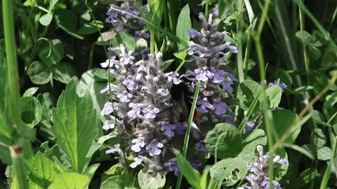 A close-up of a wild bee collecting pollen Stock Footage 195931926