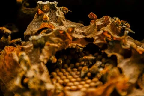 Close-up of a wild bee nest inside a rustic wooden structure, showing natural Stock Photos