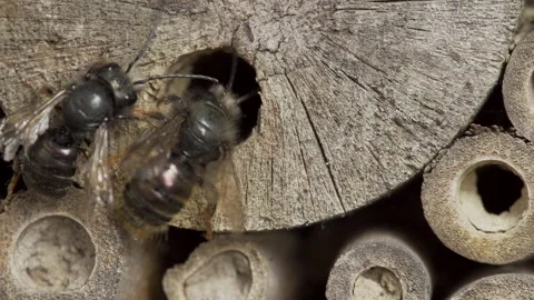 Close up wild bees at insect hotel in slow motion Stock Footage 152065201